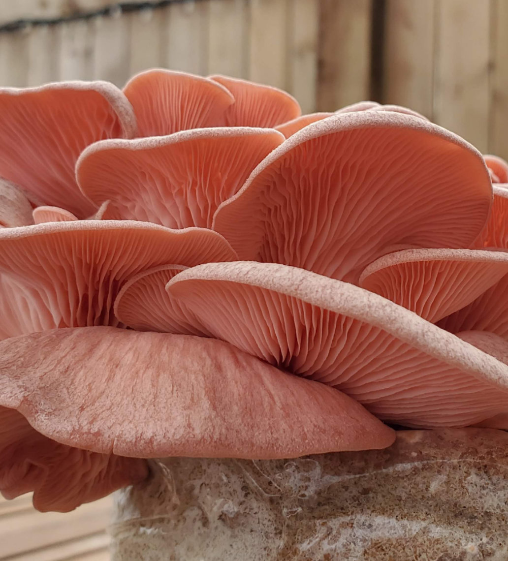 How To Grow Oyster Mushrooms Freshcap Mushrooms