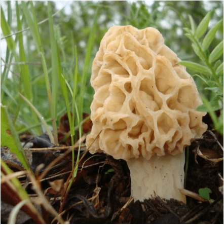 Wild Morel Mushroom
