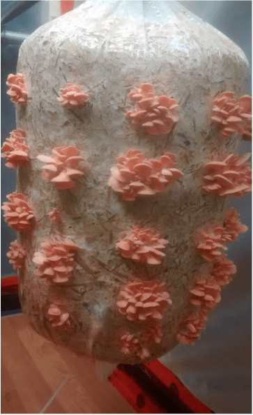 BAby Pink Oyster Mushrooms on straw