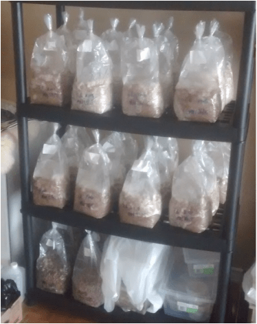 Grow bags colonizing