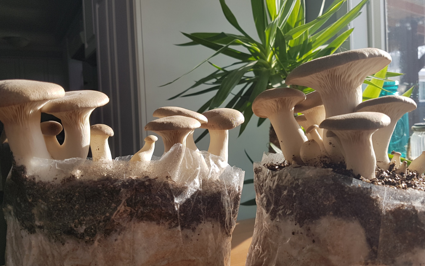 Details about   10x Magic farm's PF-tek oyster mushroom grow pots large size 