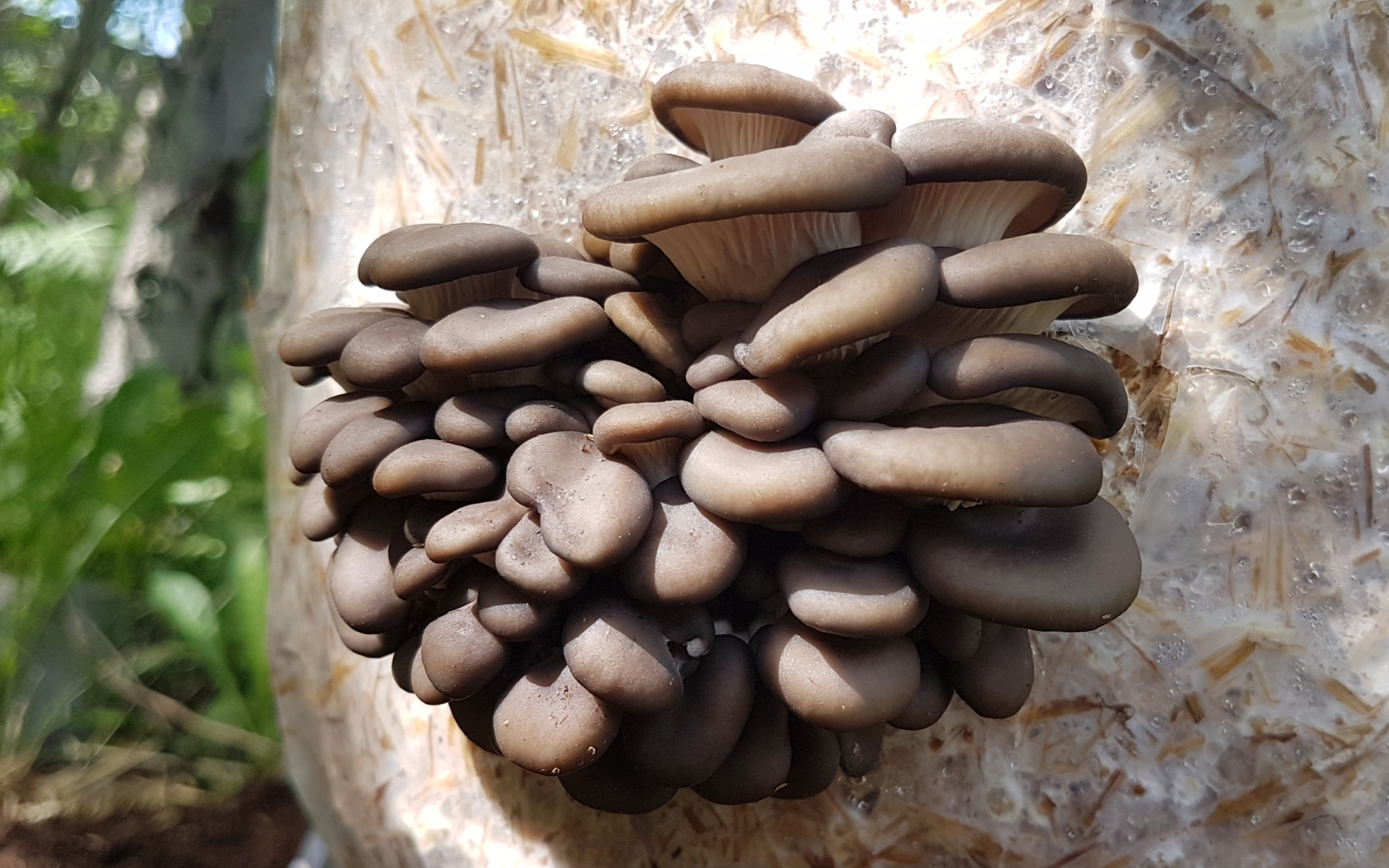 Blue Oyster Mushroom Straw Log (Living Mulch)