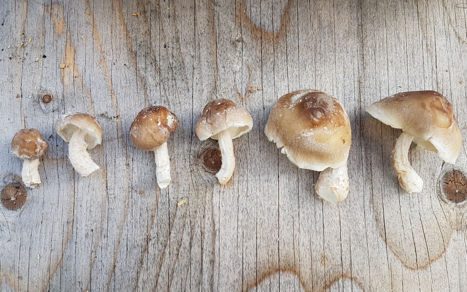Shiitake Mushroom Production: Fruiting, Harvesting, and Storage