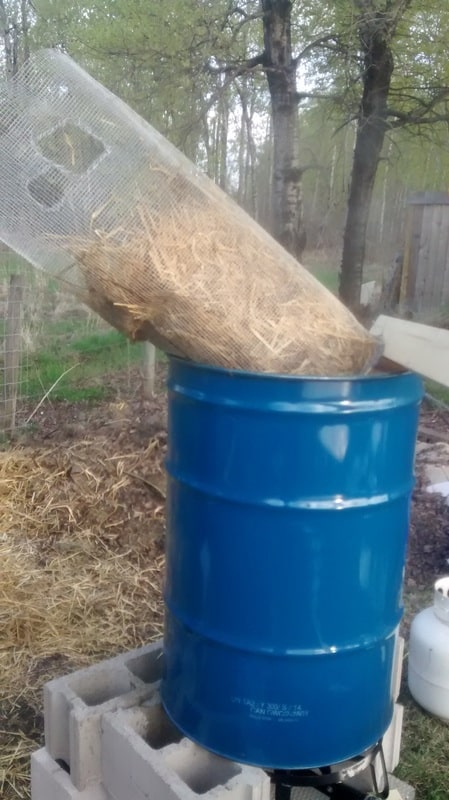 Pasteurized straw draining and cooling.