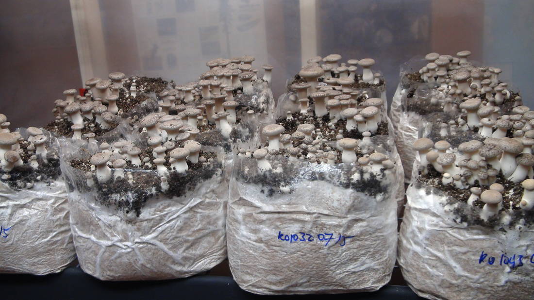 Gardening Arts & Crafts 8 OZ Fresh Mixed Hardwood Sawdust Mushroom Substrate 