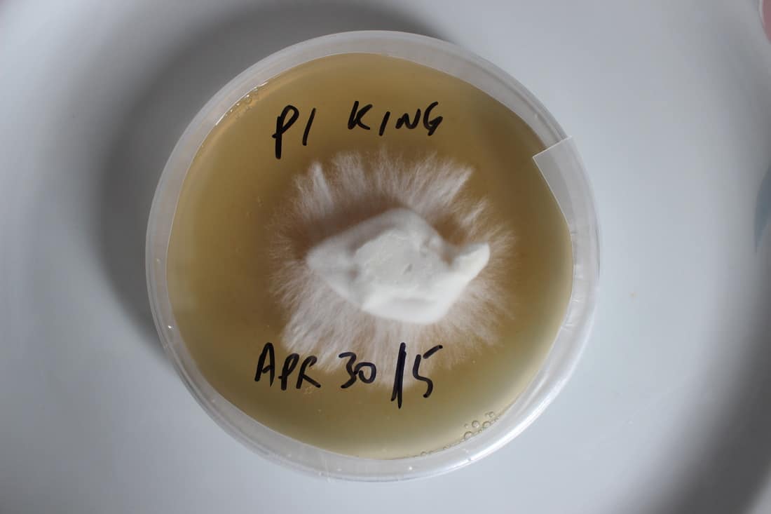 king oyster on agar