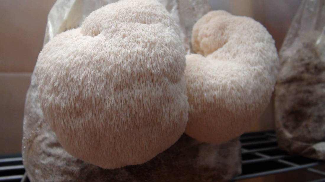 Lions mane mushroom in grow room