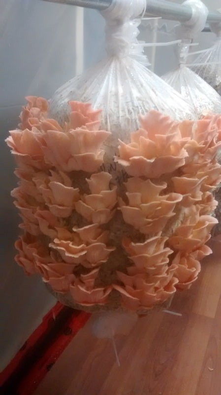 Pink Oyster mushrooms on straw