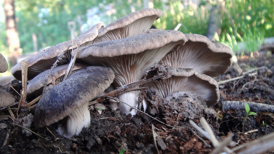 King Oyster Mushrooms in an Outdoor Bed