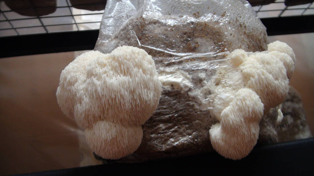 Lions Mane Mushroom Spawn (1qt.)