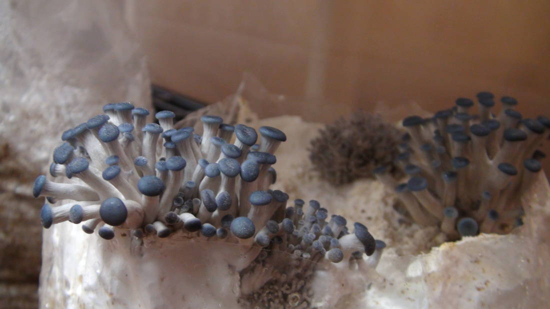 blue oyster mushroom grown indoors
