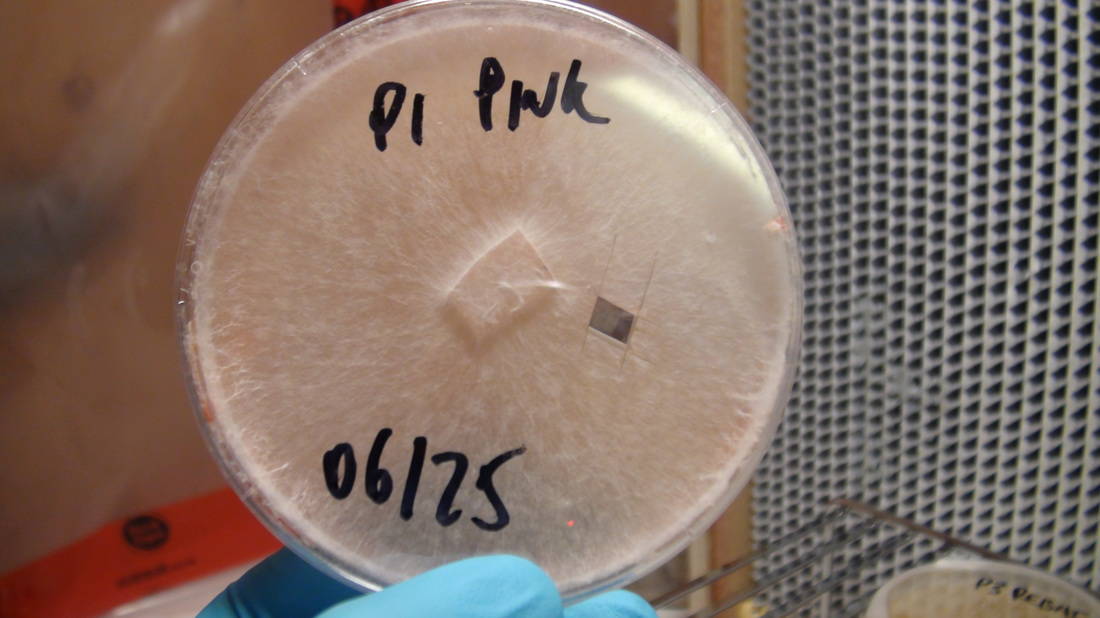 agar plates in a lab