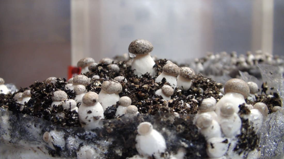 humidifier mushrooms