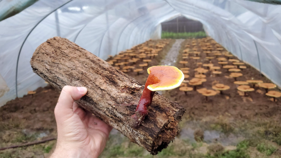 The Reishi Mushroom - FreshCap Mushrooms