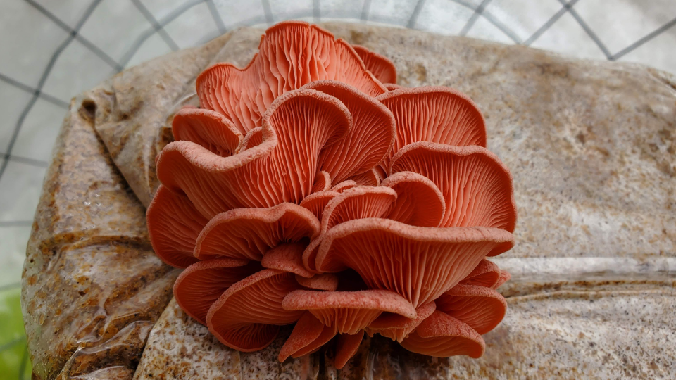 when to harvest pink oyster mushrooms?
