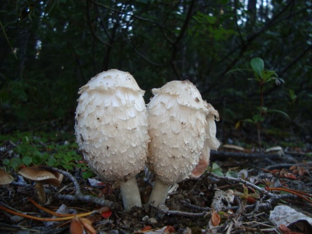 Wild Shaggy Mane Mushrooms