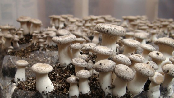 king-oyster-mushroom-yield