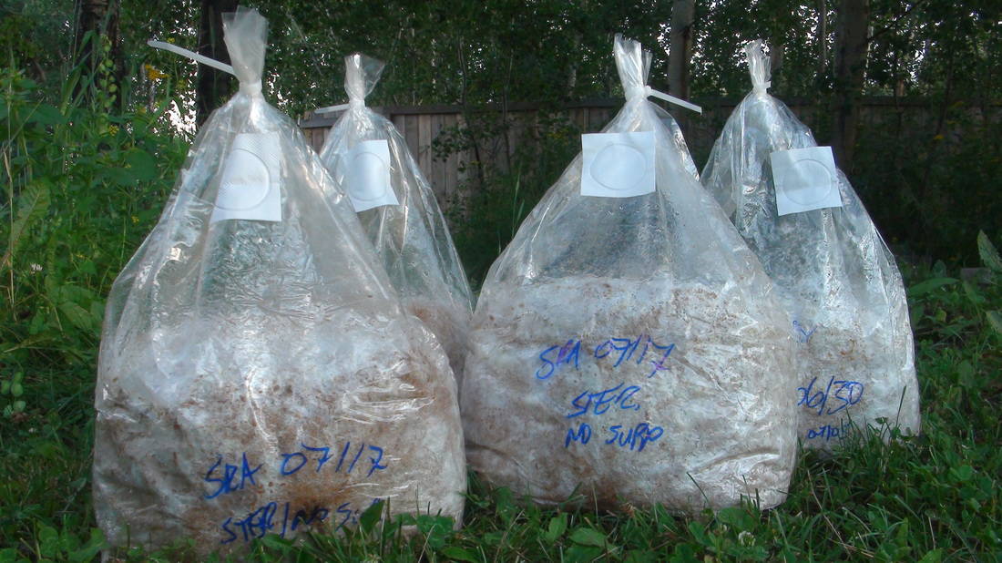 mushroom grow bags