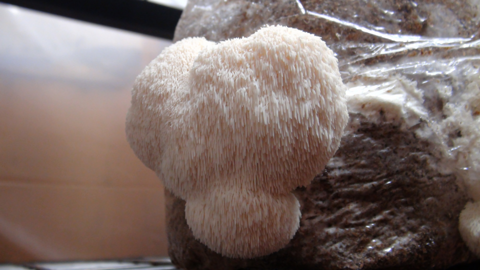 growing-lions-mane-mushrooms