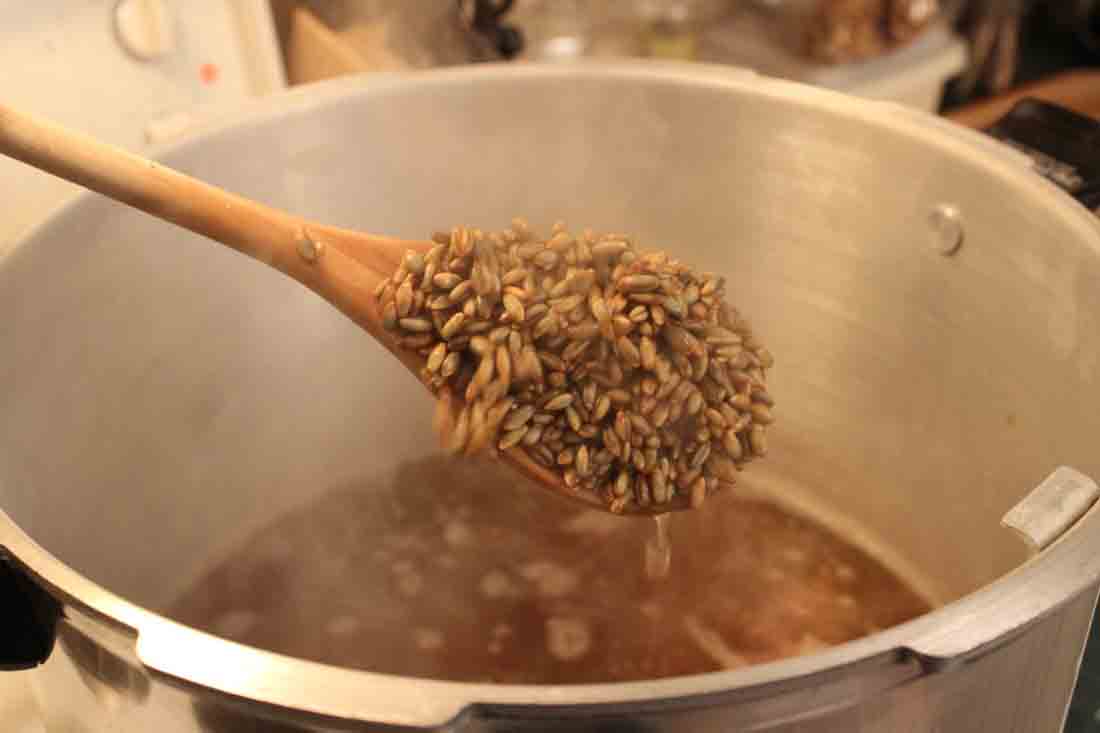 Mushroom Spawn Rye Grain Simmering On Stove