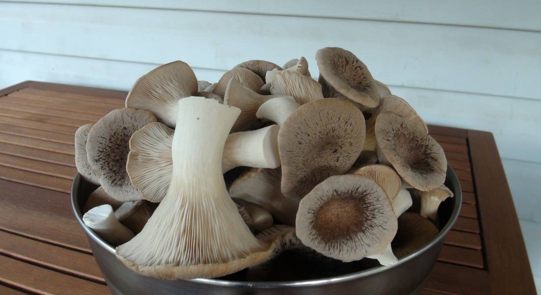 harvested king oyster mushrooms