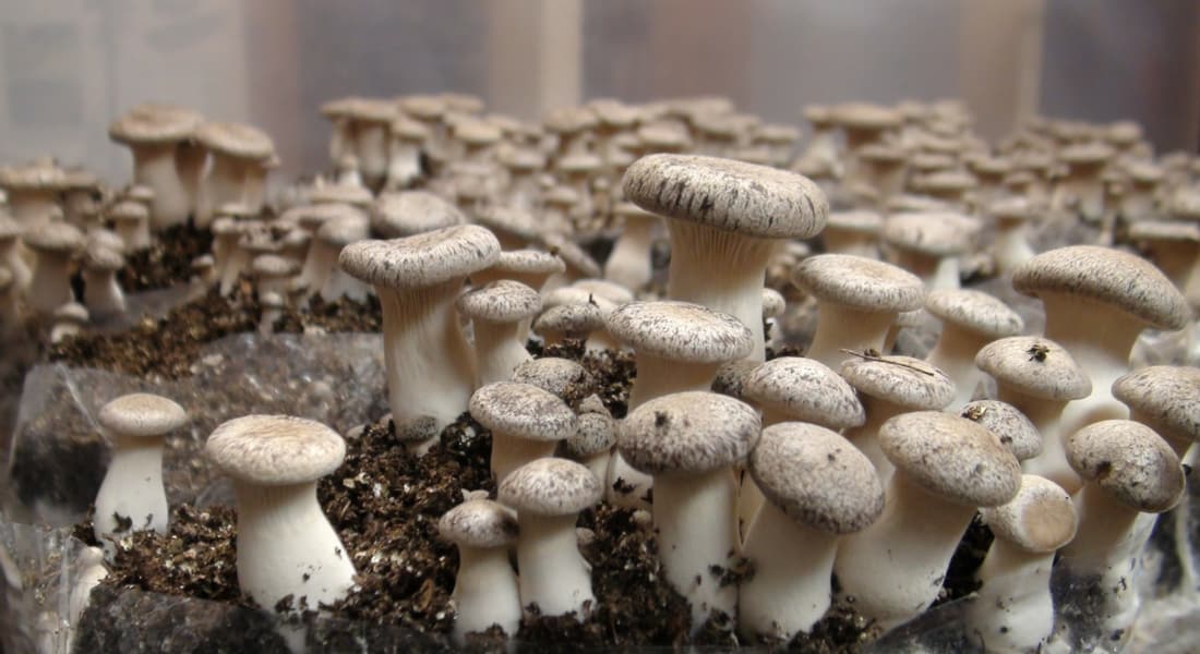 how to grow mushrooms building a mushroom farm