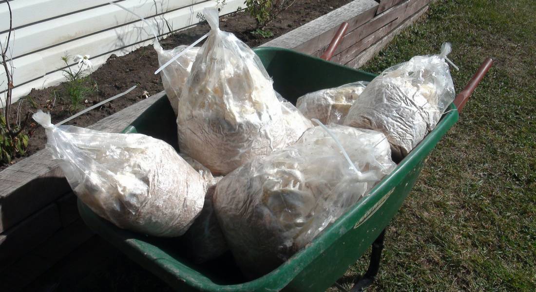 mushroom grow bags ready for the garden