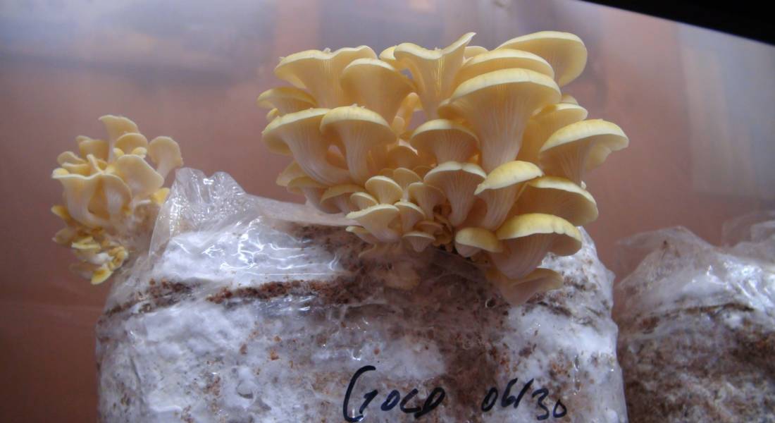 yellow-oyster-mushrooms-growing-on-sawdust