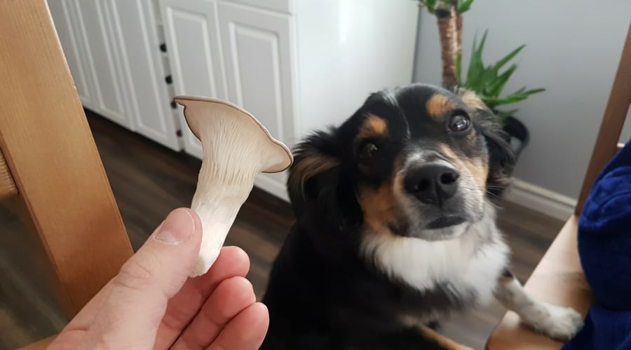 nova sniffing the mushrooms