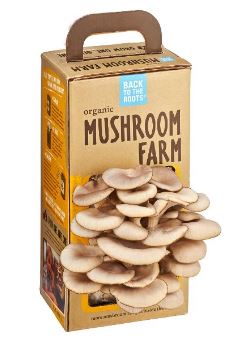 Instructions D'Utilisation Des Kits de Culture Fresh Mushrooms - Zamnesia