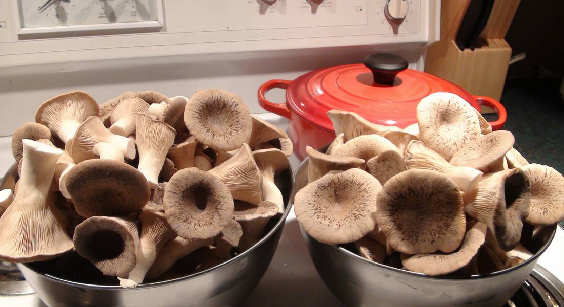 increasing-yield-king-oyster-mushrooms