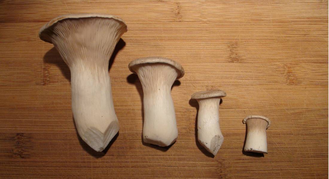 king-oyster-mushroom-different-stages-of-growth