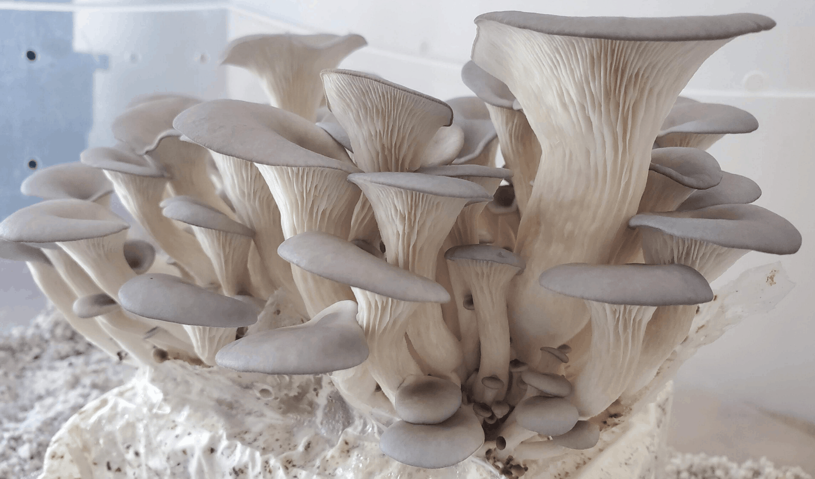 How To Grow Mushrooms on Straw - FreshCap Mushrooms