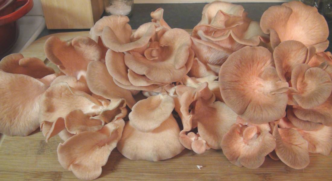 a-good-harvest-of-pink-oyster-mushrooms