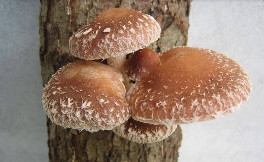 shiitake-mushroom-yield