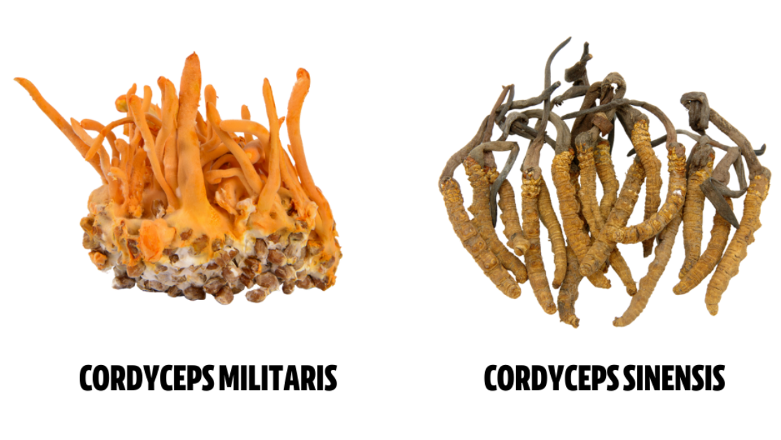 A Friendly Guide To Cordyceps Mushrooms - FreshCap Mushrooms