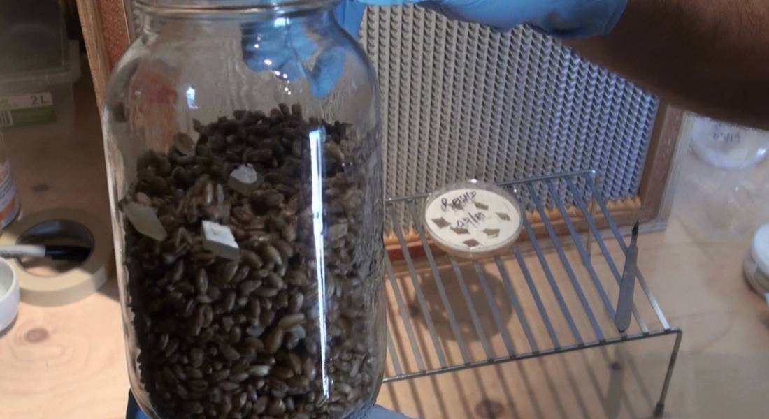 inoculating-grain-jars-for-growing-mushrooms