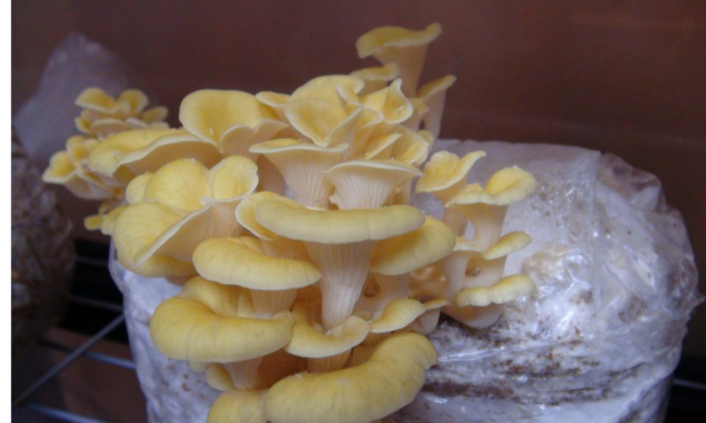 yellow-oyster-on-sawdust