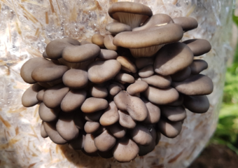 How To Grow Mushrooms on Straw - FreshCap Mushrooms