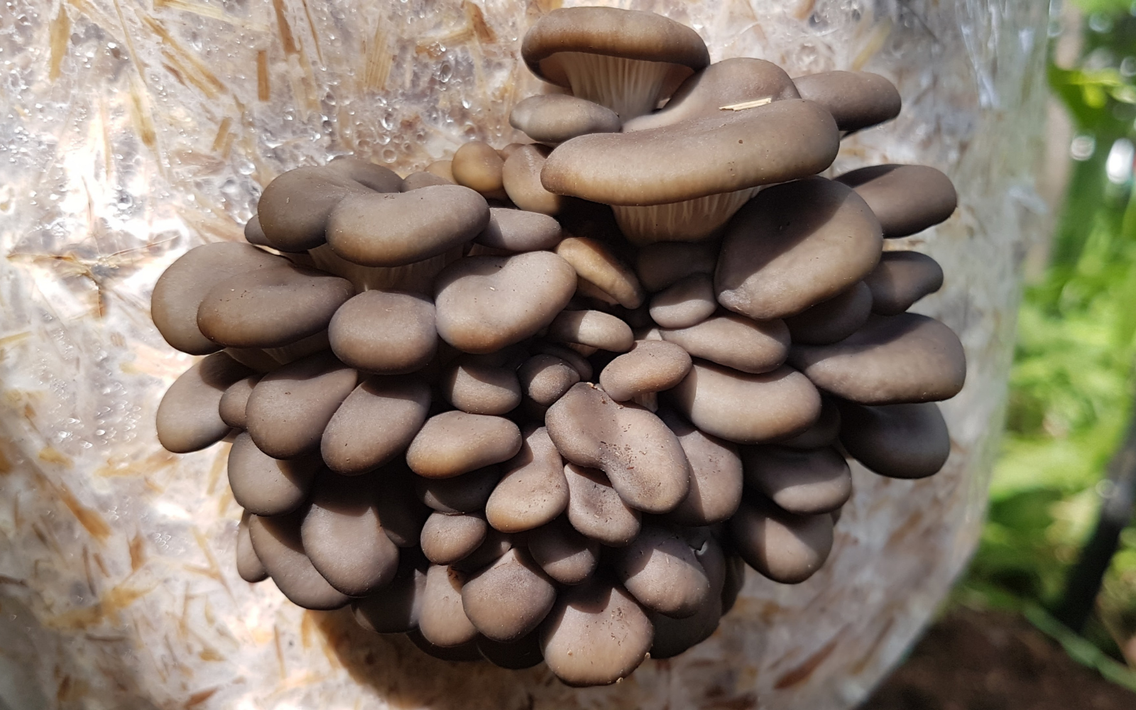 https://learn.freshcap.com/wp-content/uploads/2017/06/1600x1000-oyster-mushrooms.png