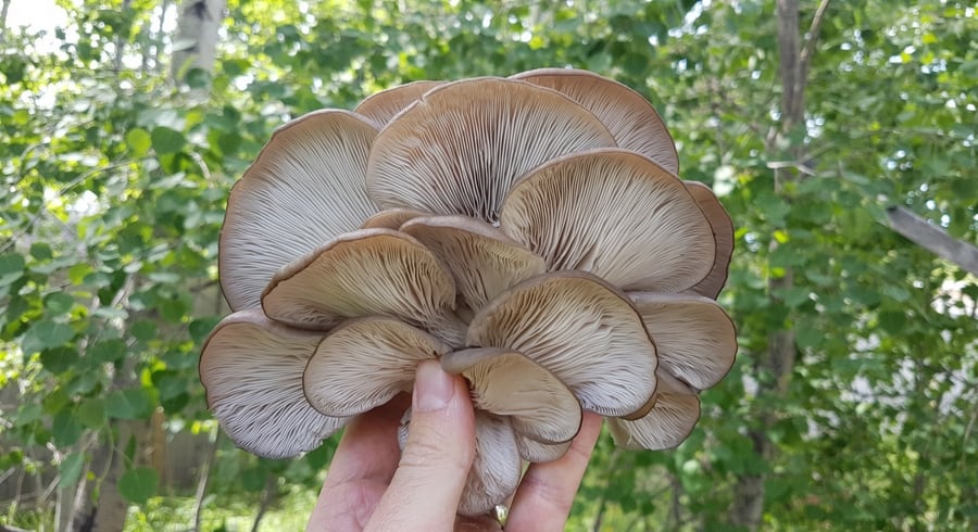 growing-oyster-mushrooms-outside