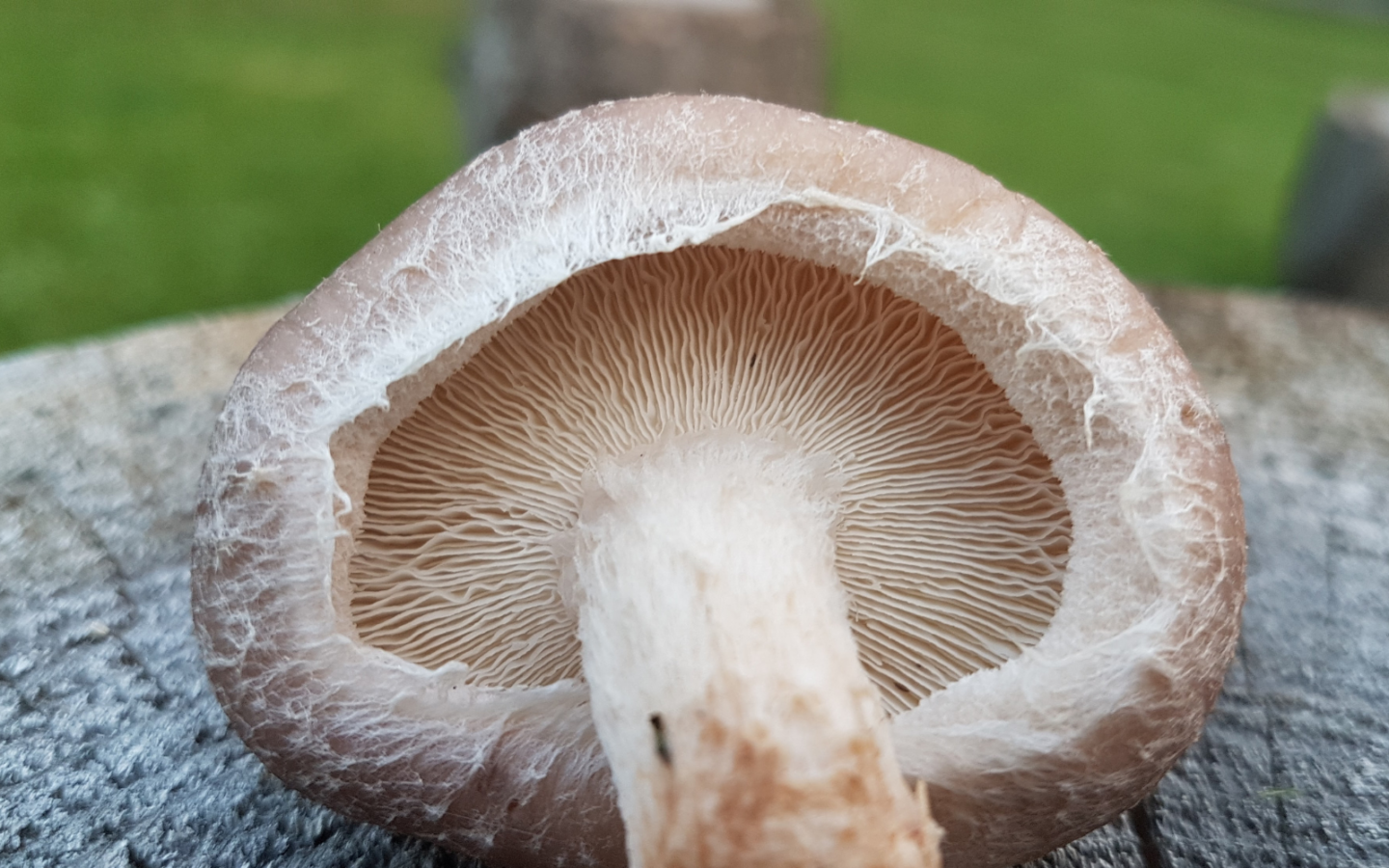 Growing Shiitake Mushrooms - FreshCap Mushrooms
