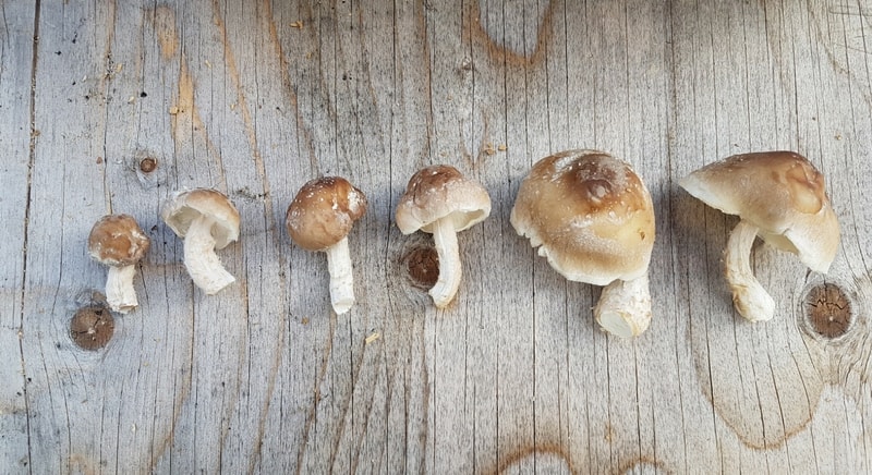 Growing Shiitake Mushrooms - FreshCap Mushrooms