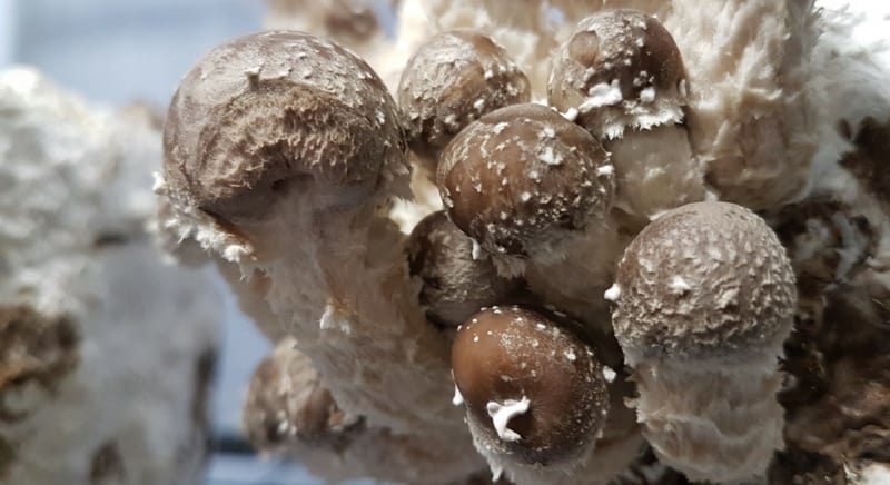 mushrooms-starting-to-form
