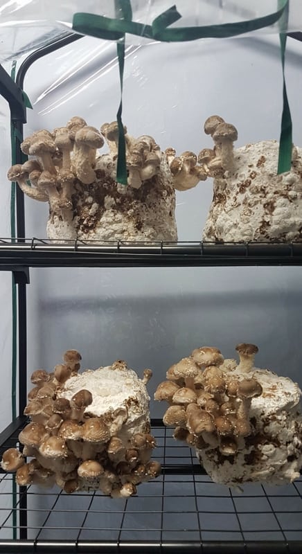 growing-shiitake-mushrooms-at-home