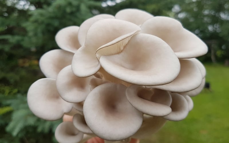 blue oyster mushrooms growing oustide