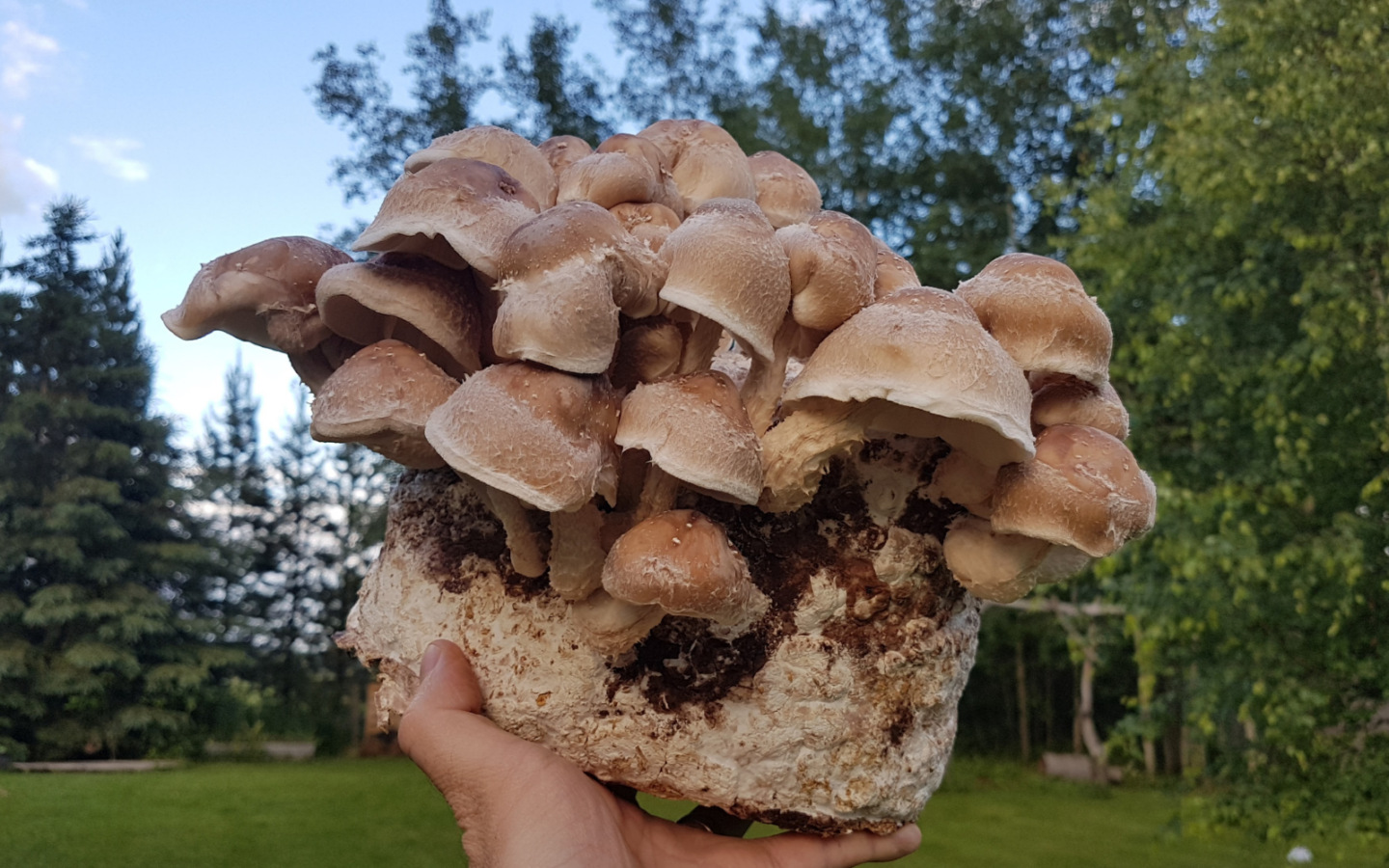 How To Grow Mushrooms on Straw - FreshCap Mushrooms