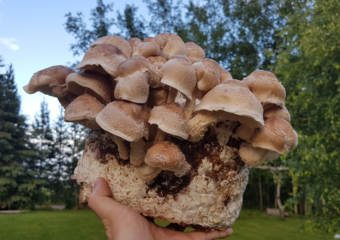 A Guide To The Health Benefits Of Shiitake Mushrooms - FreshCap Mushrooms