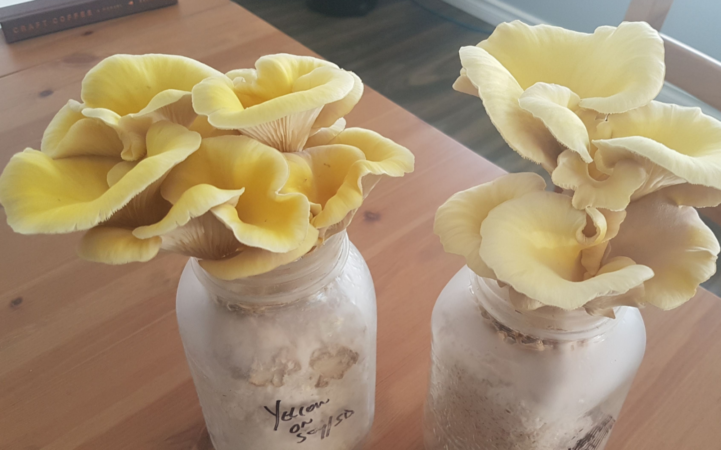 Growing Mushrooms In Bottles - FreshCap Mushrooms