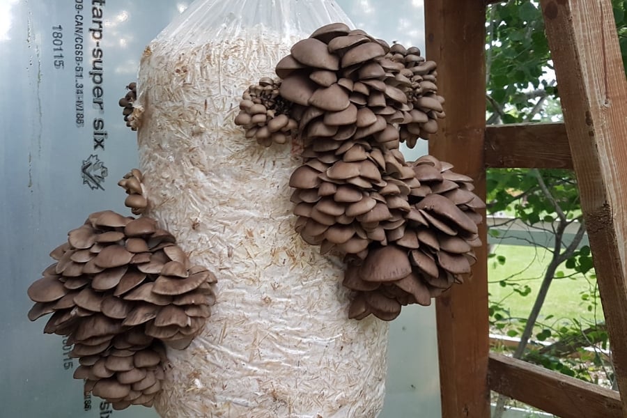 How To Grow Mushrooms on Straw - FreshCap Mushrooms